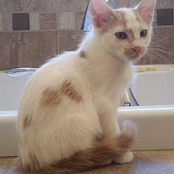 white with orange spots cat