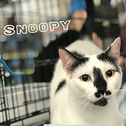 Thumbnail photo of Snoopy #3