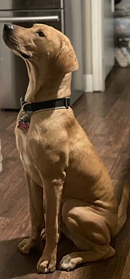 Carson City, NV - Rhodesian Ridgeback. Meet Scooby a Pet for Adoption ...