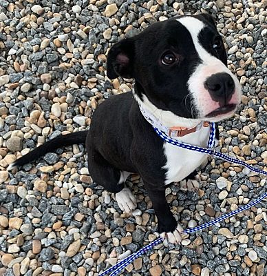 Marietta, GA - American Staffordshire Terrier/Mixed Breed (Medium ...