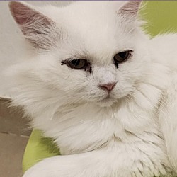 Photo of SiSi Kuwait_PawsandClaws