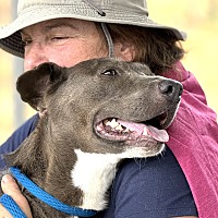 adopt a pet