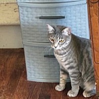 adopt a pet