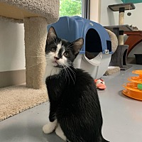 adopt a pet