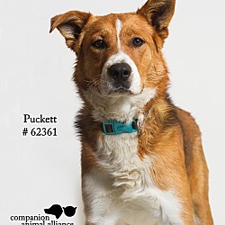Thumbnail photo of Puckett #1