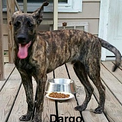 Thumbnail photo of Dargo-pending adoption #1