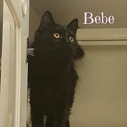 Thumbnail photo of Bebe #2