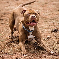 Cane Corso Puppies For Sale In Maine Adoptapetcom