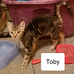 Thumbnail photo of TOBY #2