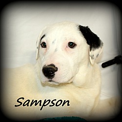 Thumbnail photo of Sampson~meet me! #3