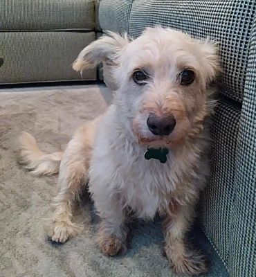 Manhattan Beach, CA - Westie, West Highland White Terrier/Lhasa Apso