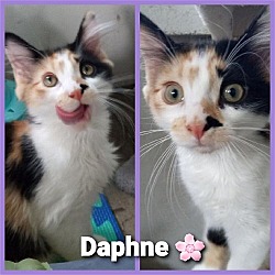 Photo of Daphne 2