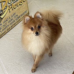 Photo of Fluffy Bruno