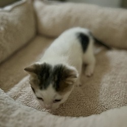 Thumbnail photo of Journey (Destiny Kittens) #2