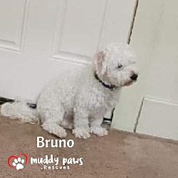 Thumbnail photo of Bruno - No Longer Accepting Applications #2