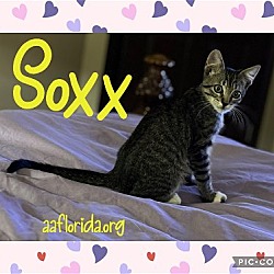 Photo of Soxx