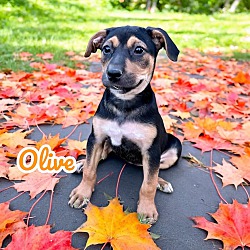 Thumbnail photo of Olive #1