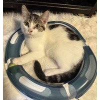 adopt-pet