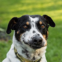 adopt-pet