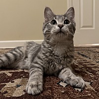 DEWEY (BONDED WITH DAISY) - Domestic Shorthair available for adoption