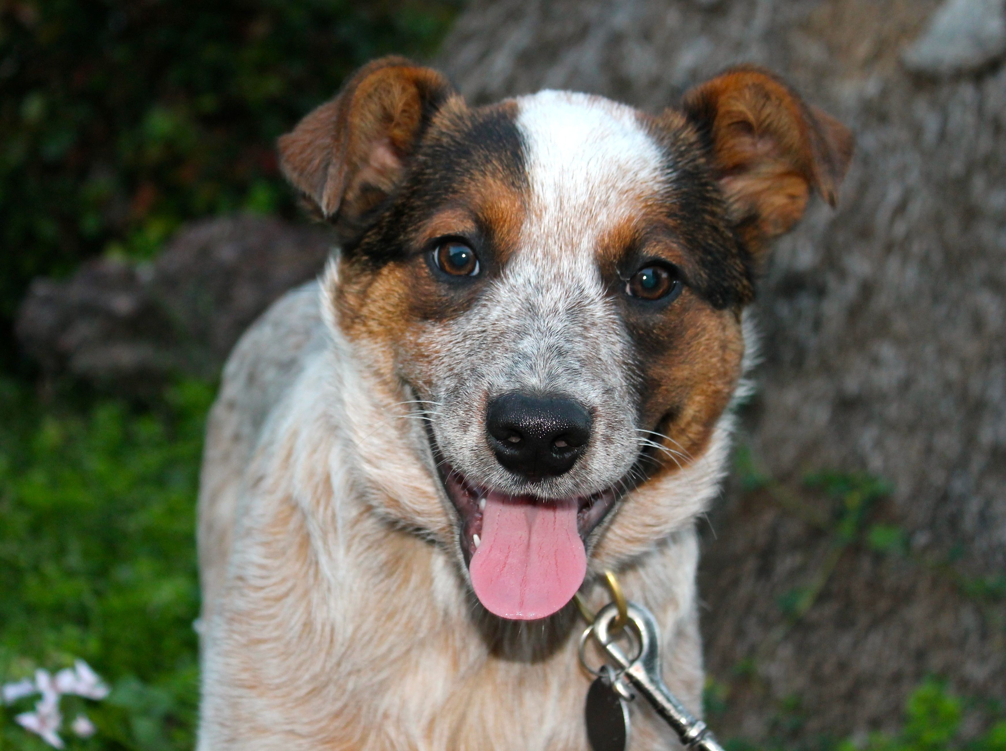 calhoun cattle dog