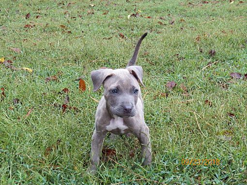 Boston Ma Pit Bull Terrier Meet Bernadette A Pet For Adoption