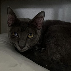 Photo of cheddar