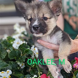 Photo of Oaklee