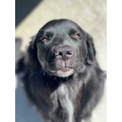 Photo of Monty - AVAILABLE