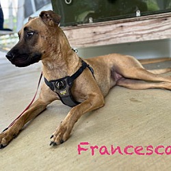 Thumbnail photo of Francesca #1