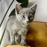 adopt a pet