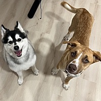 adopt a pet
