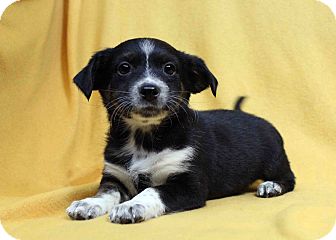 Westminster Co Blue Heeler Meet Clarinet A Pet For Adoption