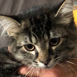 Thumbnail photo of Gray Tiger Kitten #3
