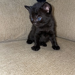 Photo of Kitten 4