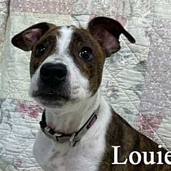 Photo of Louie