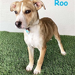 Photo of Roo