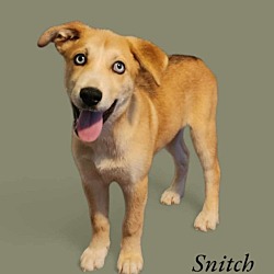 Photo of Snitch