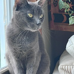 Photo of Grey Babe