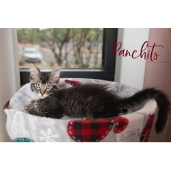 Photo of Panchito