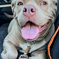 adopt a pet