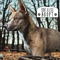 adopt a pet