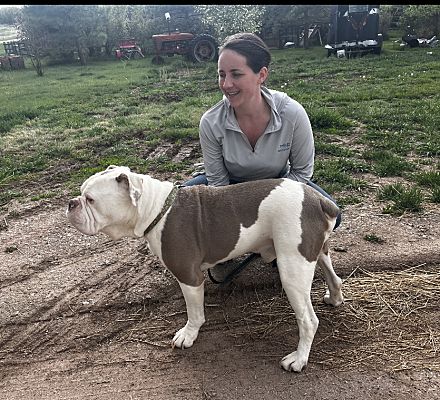 Boulder, CO English Bulldog. Meet Lebowski a Pet for Adoption