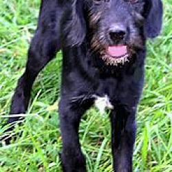 Thumbnail photo of TANNER(ADORABLE "LABRADOODLE" #3