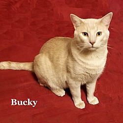 Photo of Bucky