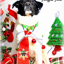 Thumbnail photo of Jingle Jim~adopted! #3