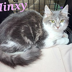 Photo of Minxy (ADOPTED)