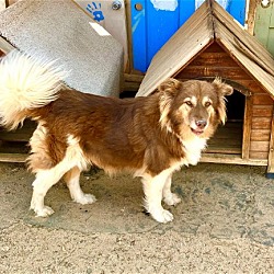 Thumbnail photo of Sandy- ADOPTED 9-11-21! #4