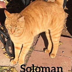 Thumbnail photo of Solomon #2