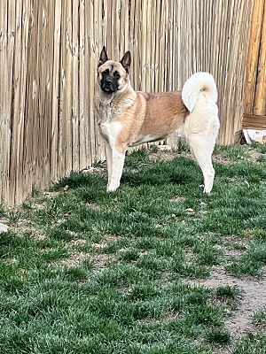 Kansas City, MO - Akita. Meet Sierra a Pet for Adoption - AdoptaPet.com